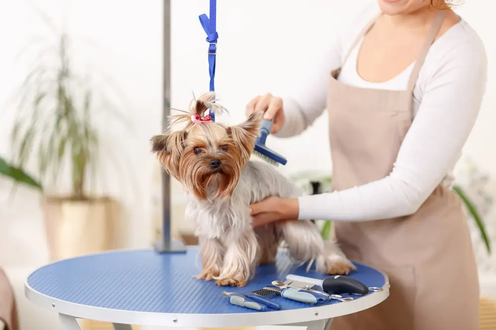 Small Yorkshire terrier sits on the table while being brushed by a professional.
